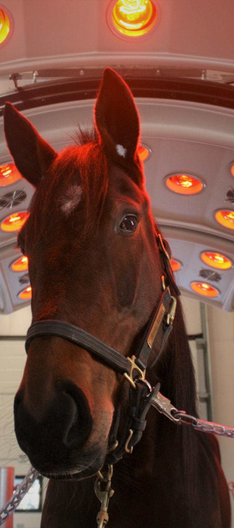 solarium3.jpg