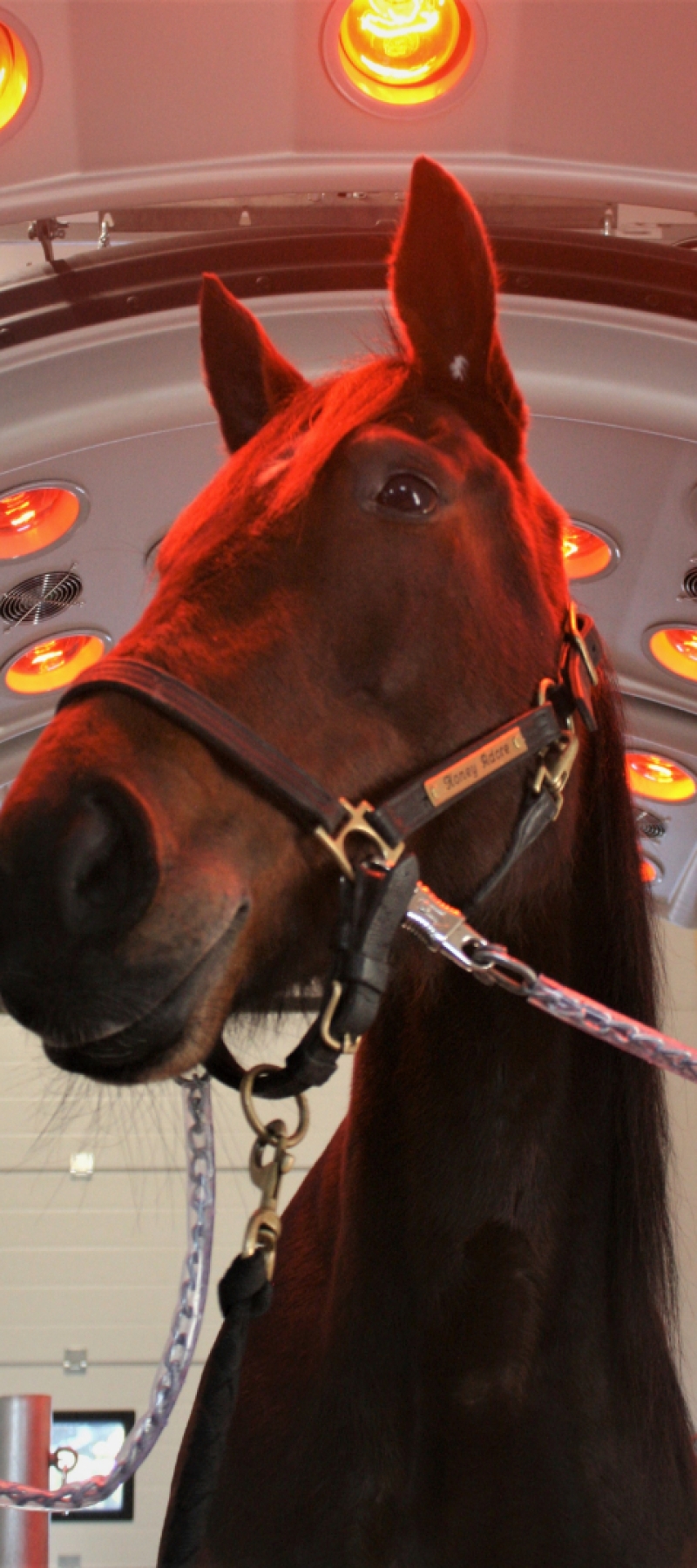 solarium4.jpg